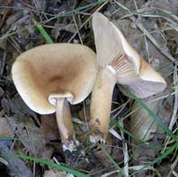 Lactarius rimosellus.